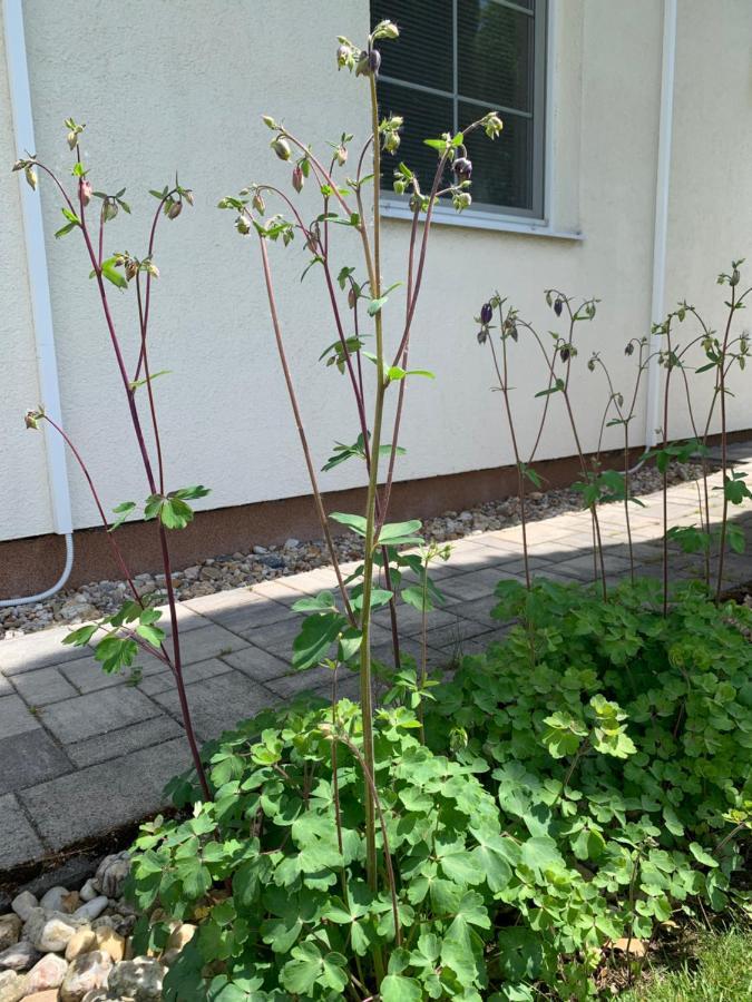 Studiovy Apartman V Zahrade Police nad Metují Buitenkant foto
