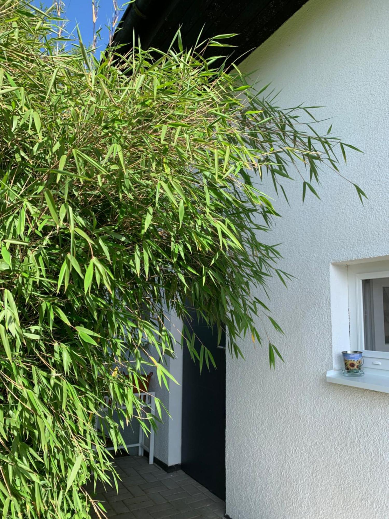 Studiovy Apartman V Zahrade Police nad Metují Buitenkant foto